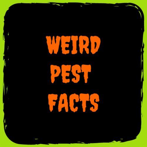 weird pest facts