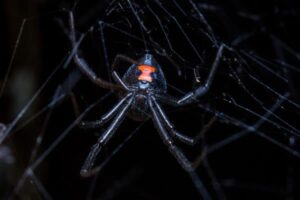 Black Widow spider