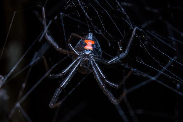 Spiders of the Southeast - Turner Pest Control