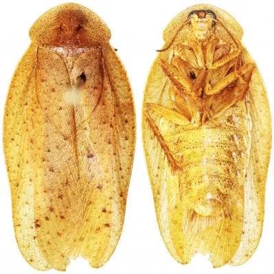 Pseudophoraspis recurvata giant cockroach
