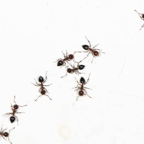 small black ants
