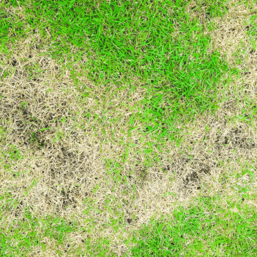 brown patch fungus on lawn