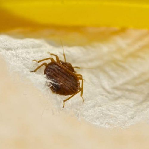 bed bugs Jacksonville