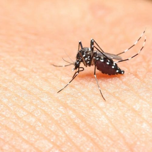 mosquito-borne illness