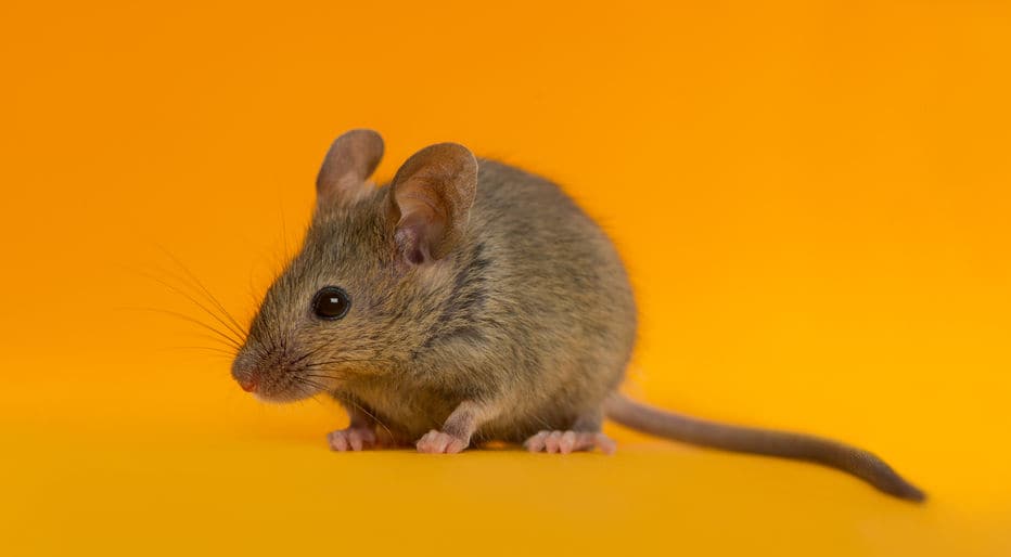 rodent awareness week