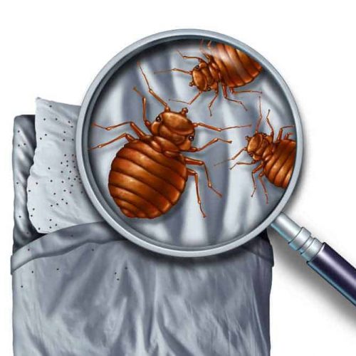 Orlando bed bugs