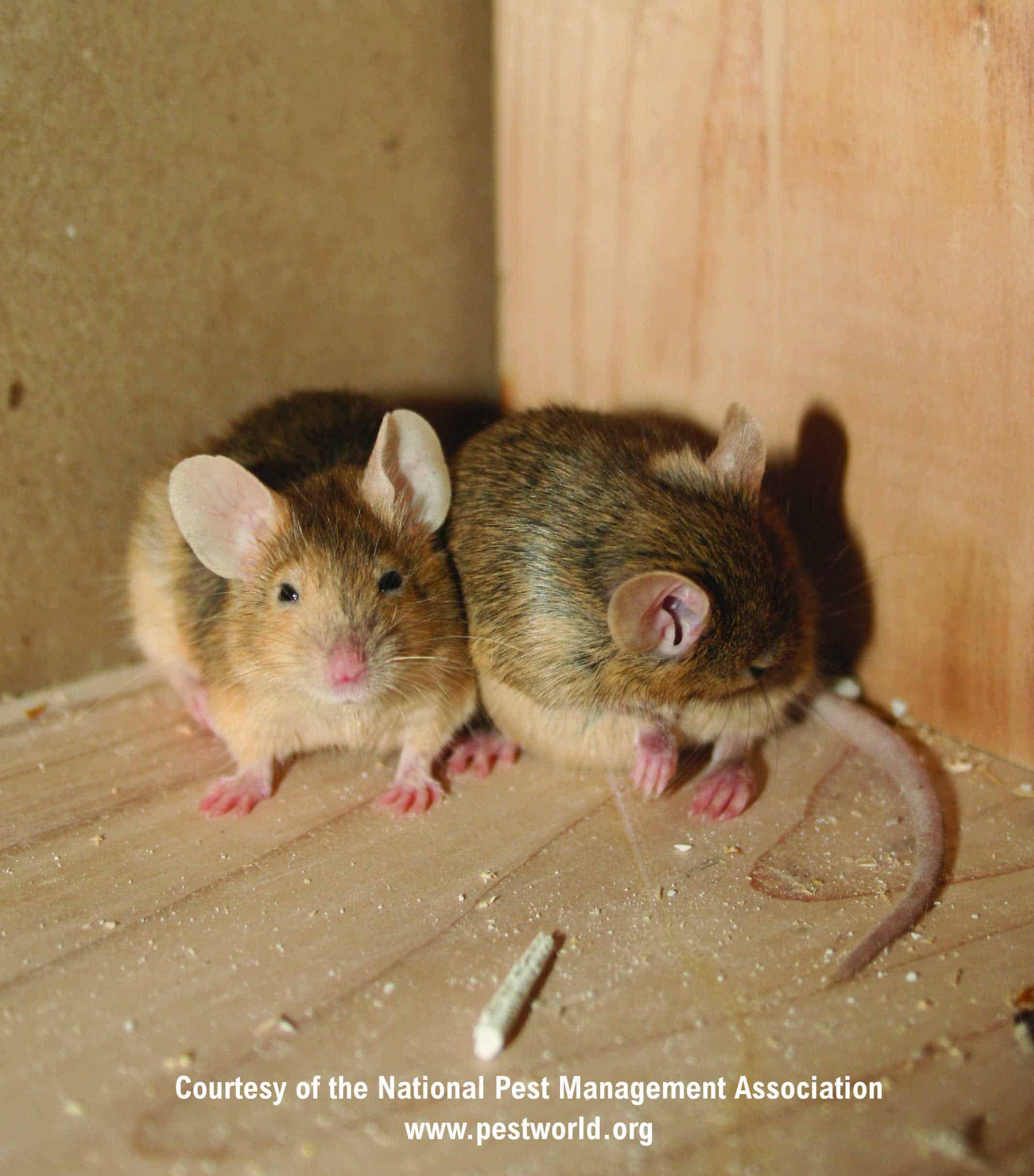 House Mouse - See Pest Control