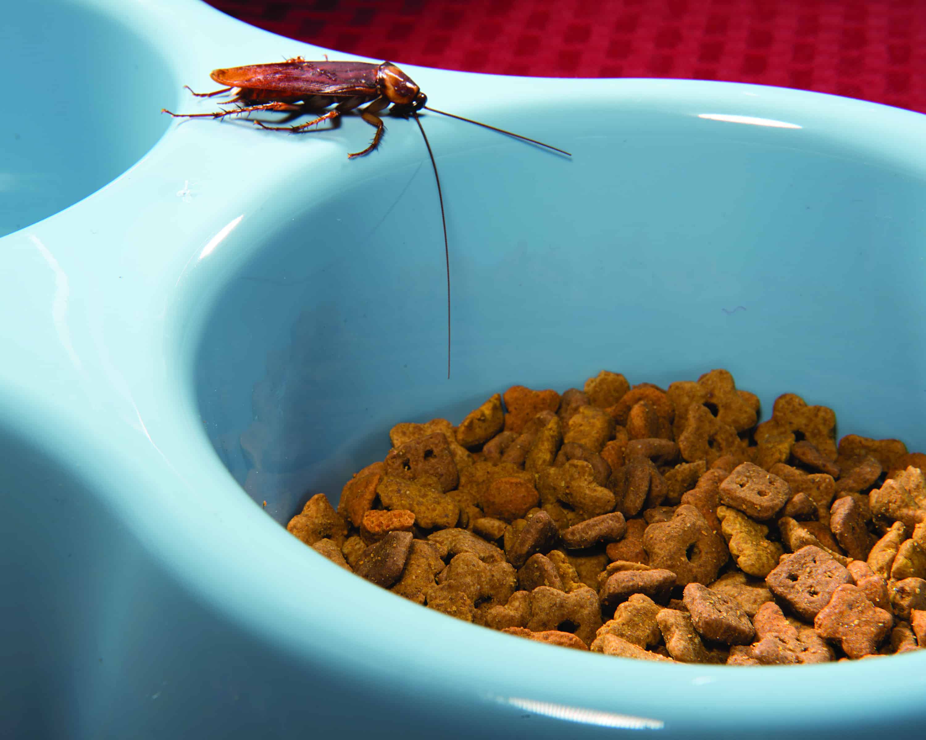 Cleaning Tips For Cockroach Prevention Turner Pest Control
