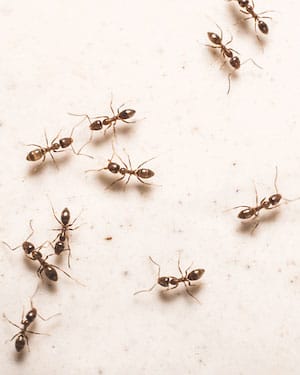 Ant Proofing