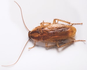Florida cockroaches
