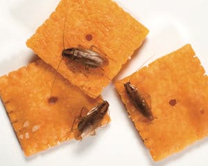 German Cockroaches on Crackers