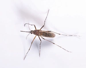 Mosquito Season in Orlando