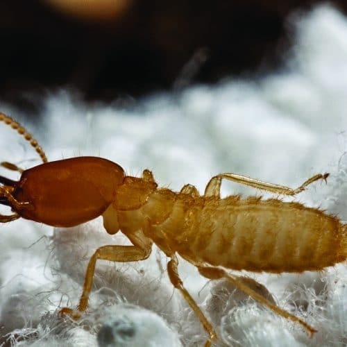 termites active in winter
