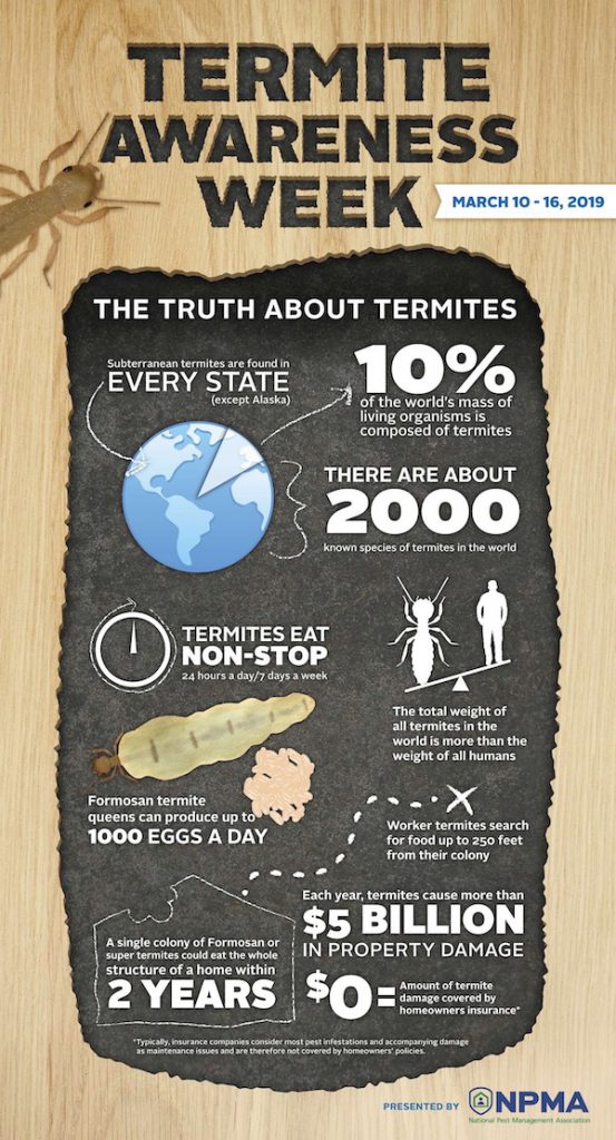 termite awareness week infographic
