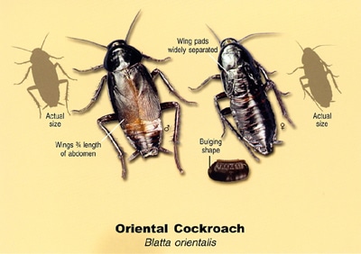 Oriental-Roach1