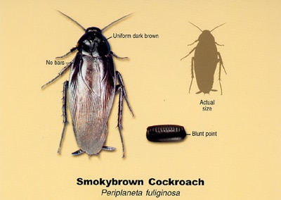 Smokybrown-Roach1