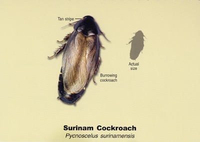Surinam-Roach1