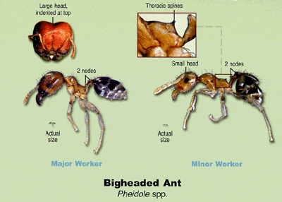 big headed ant