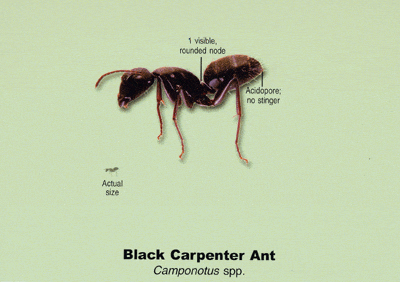 black_carpenter ant
