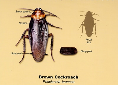 brown cockroach florida
