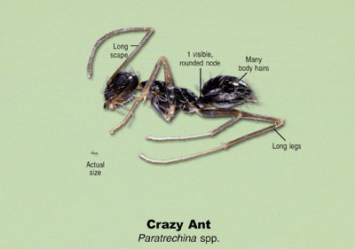 crazy ant