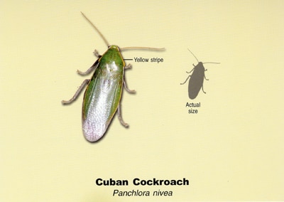 cuban cockroach