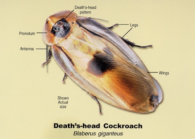 deaths_head cockroach