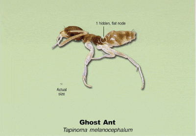 ghost ant