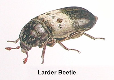 larder_beetle1
