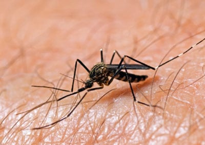 Florida Mosquitoes