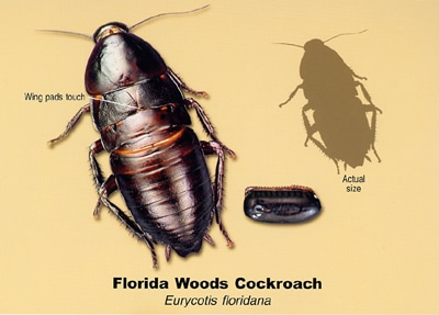 florida woods cockroach