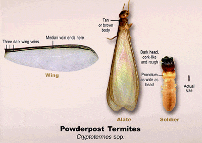 Powderpost Termite