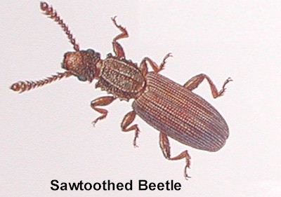 sawtoothed_beetle1