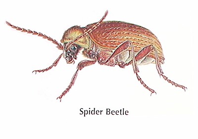 spider_beetle1