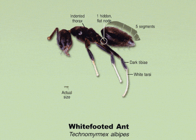 whitefooted ant