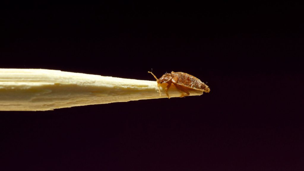 commercial bed bug control and treatment
