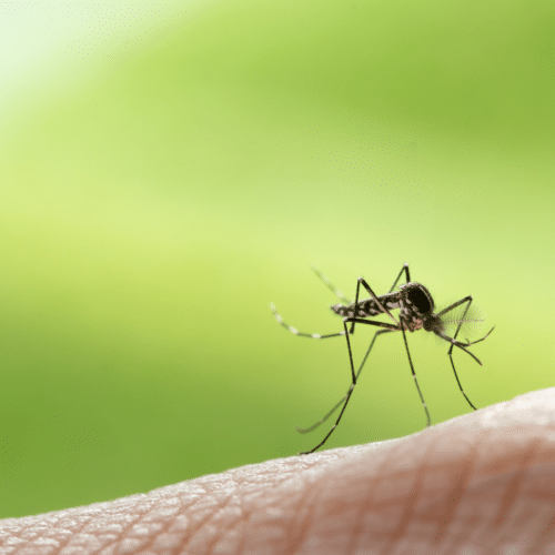 mosquito on a person's finger