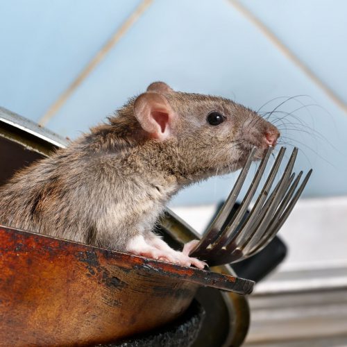 rodent-removal-your-business