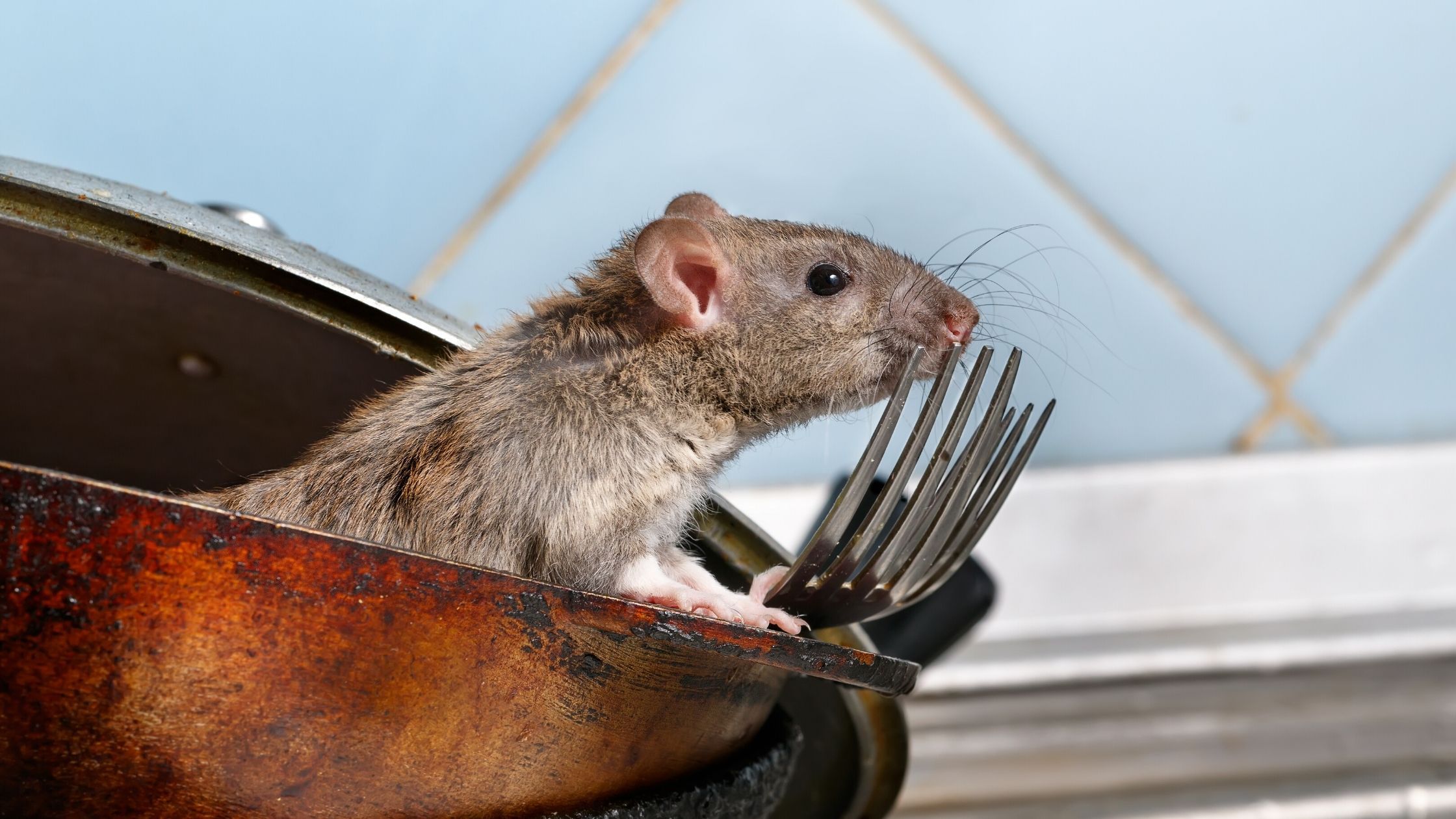 https://www.turnerpest.com/wp-content/uploads/2020/07/rodent-removal-your-business.jpg