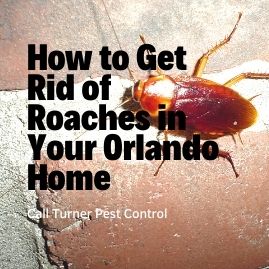 orlando roach control services