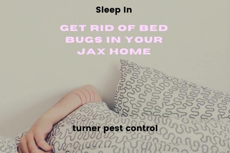 get rid of bed bugs in jacksonville home
