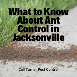jacksonville ant control services