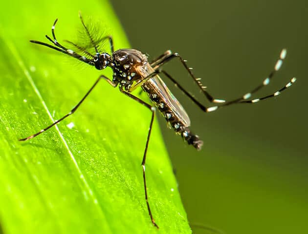mosquito control jacksonville
