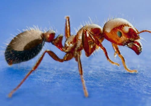 residential pest control ant control services jacksonville