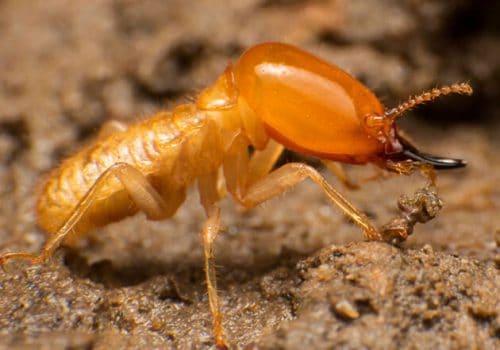 termite control jacksonville fl