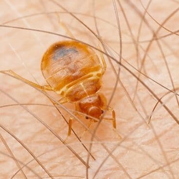 get rid of bed bugs bed bug control