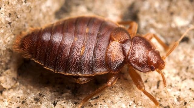 bed bug treatment service image 640x355