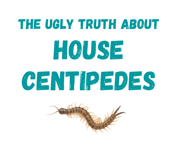 What You Should Know About Centipedes - Turner Pest Control