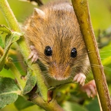 rodent control plans infestation