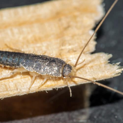 Closeup of long tailed silverfish (Ctenolepisma longicaudata) also called gray silverfish. It is crawling on a thin piece of wood.